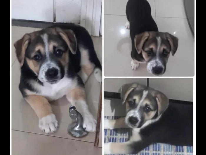 Cachorro ra a SRD-ViraLata idade 2 a 6 meses nome Sasha