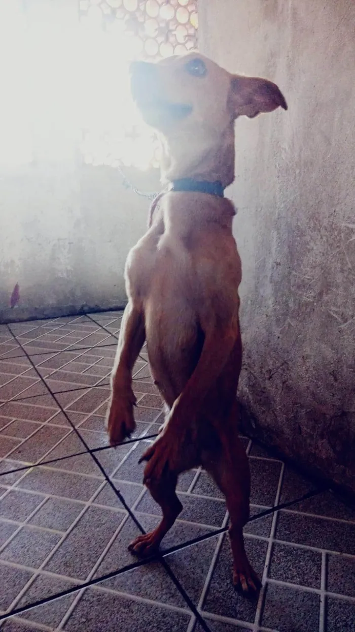 Cachorro ra a SRD-ViraLata idade 3 anos nome Mel