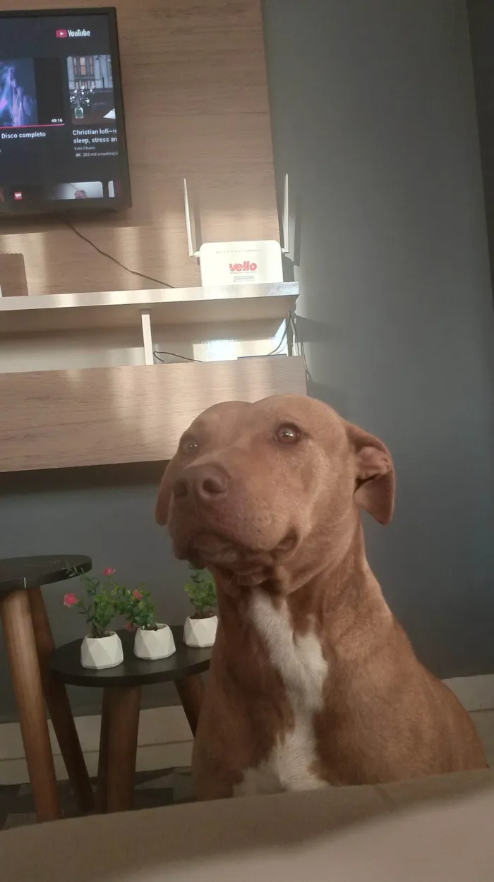 Cachorro ra a Pit-Bull idade 4 anos nome Luna