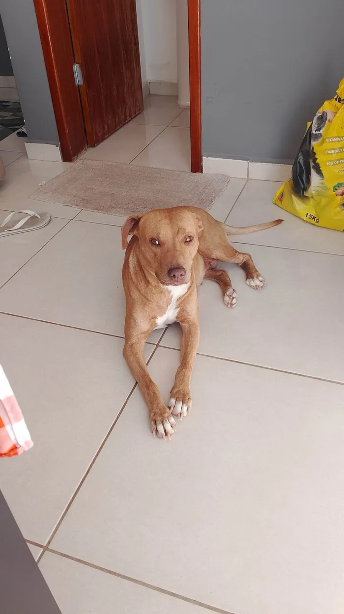Cachorro ra a Pit-Bull idade 4 anos nome Luna