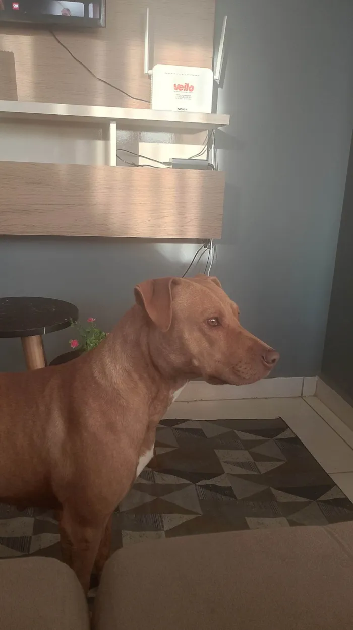 Cachorro ra a Pit-Bull idade 4 anos nome Luna