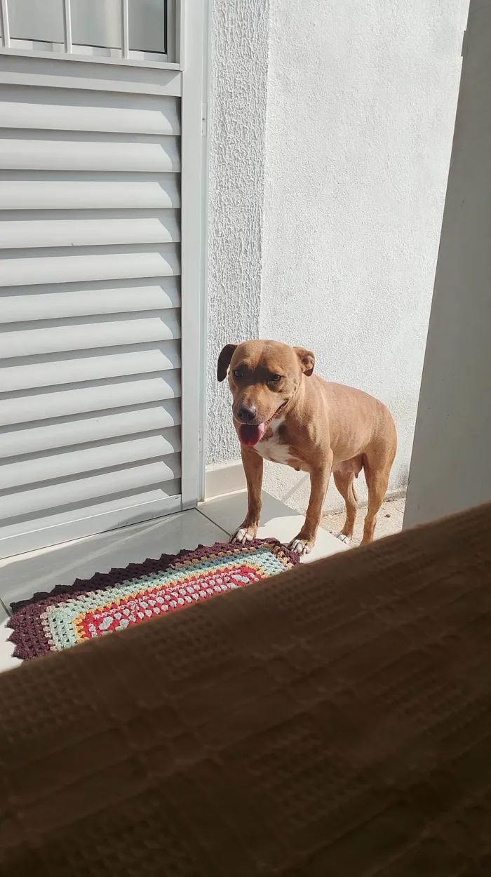 Cachorro ra a Pit-Bull idade 4 anos nome Luna