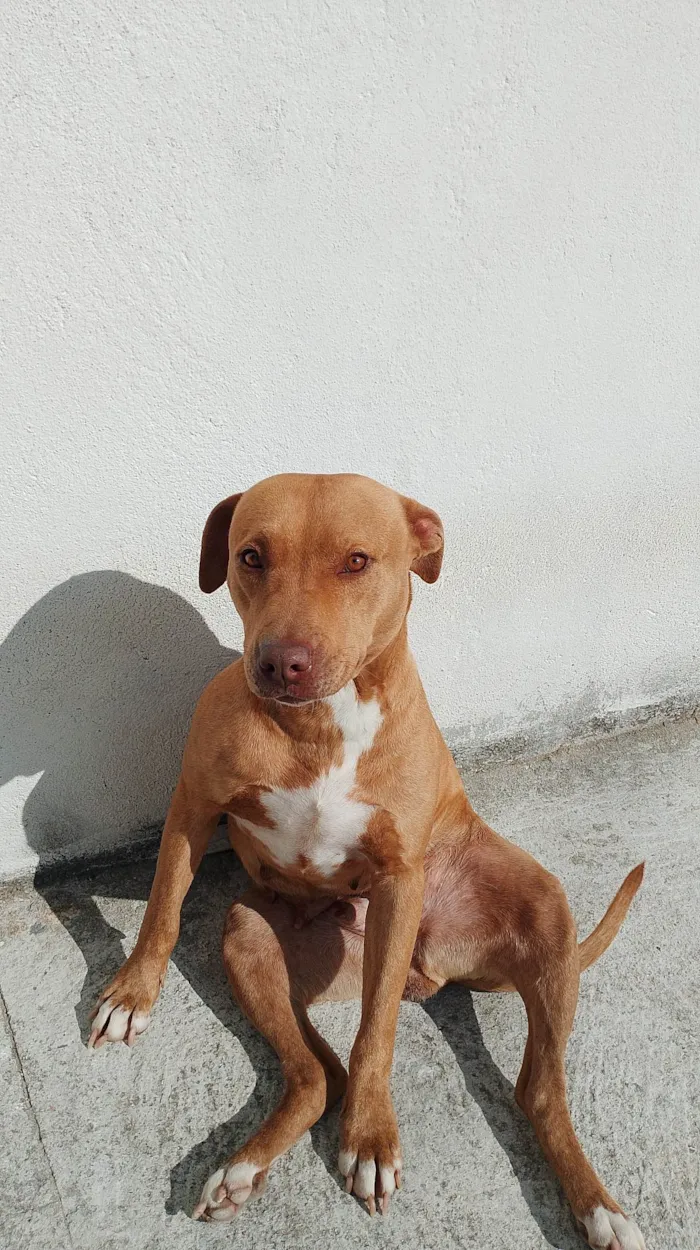 Cachorro ra a Pit-Bull idade 4 anos nome Luna