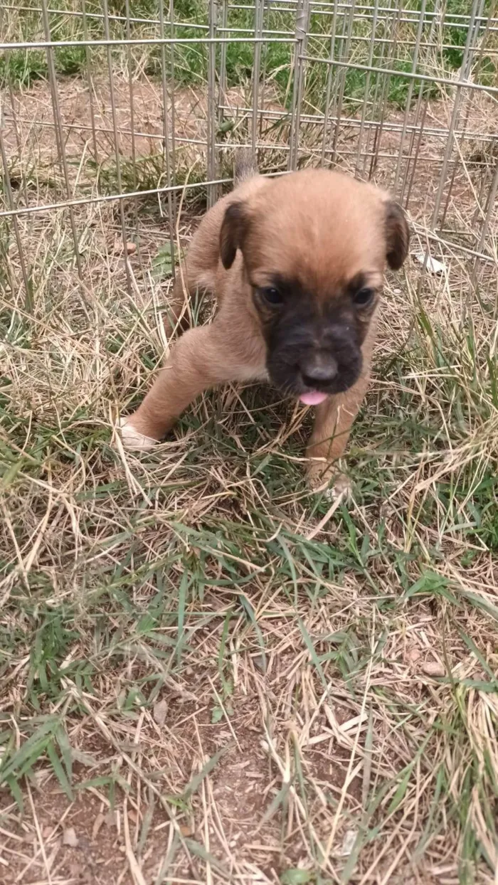 Cachorro ra a SRD-ViraLata idade Abaixo de 2 meses nome Sem nome