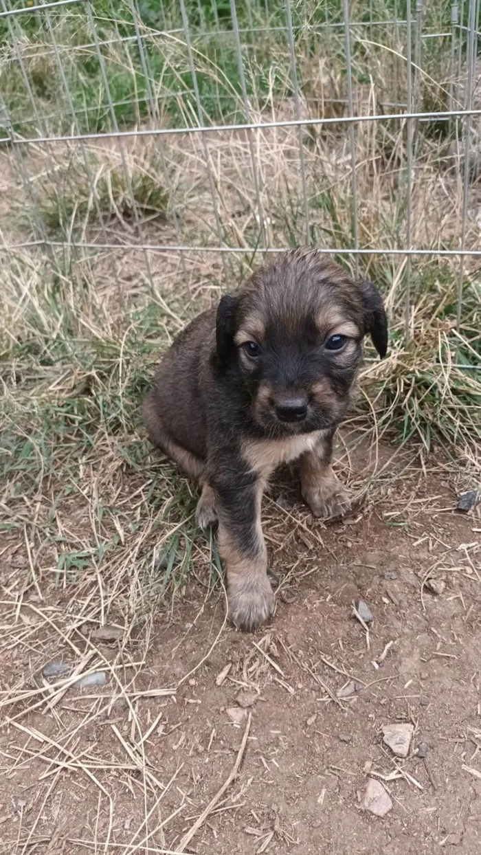 Cachorro ra a SRD-ViraLata idade Abaixo de 2 meses nome Sem nome