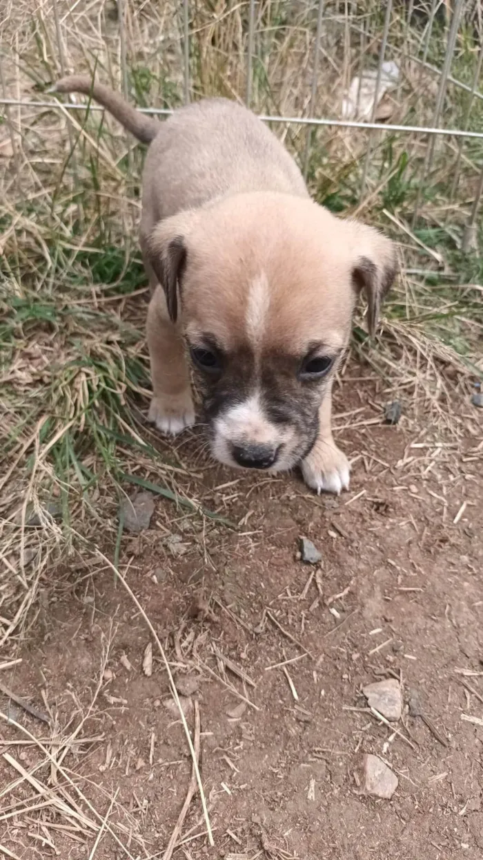 Cachorro ra a SRD-ViraLata idade Abaixo de 2 meses nome Sem nome