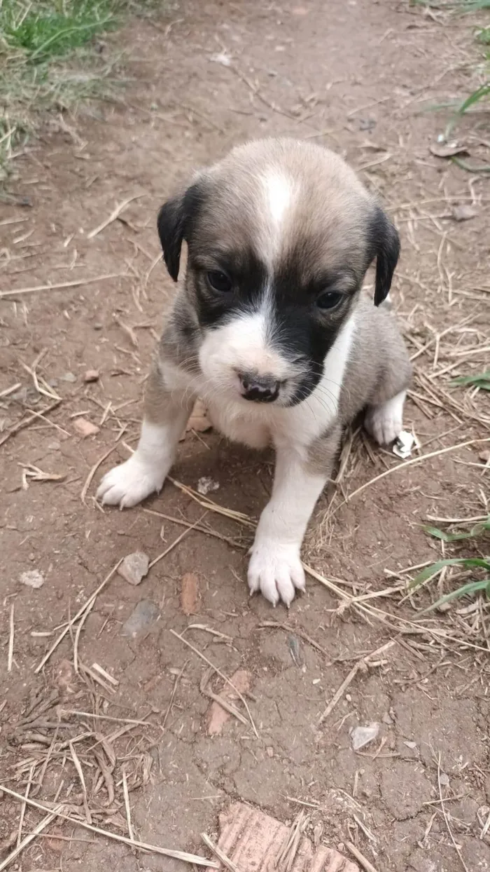 Cachorro ra a SRD-ViraLata idade Abaixo de 2 meses nome Sem nome