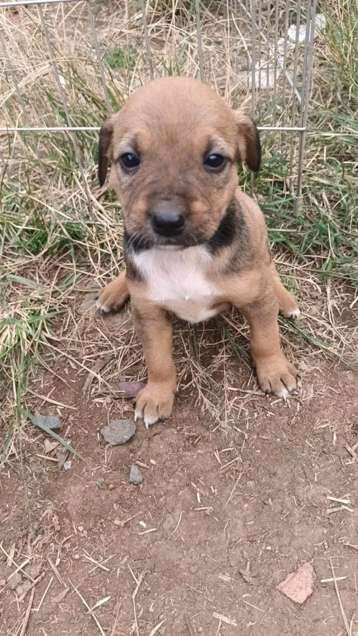 Cachorro ra a SRD-ViraLata idade Abaixo de 2 meses nome Sem nome