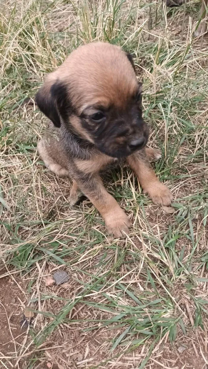 Cachorro ra a SRD-ViraLata idade Abaixo de 2 meses nome Sem nome