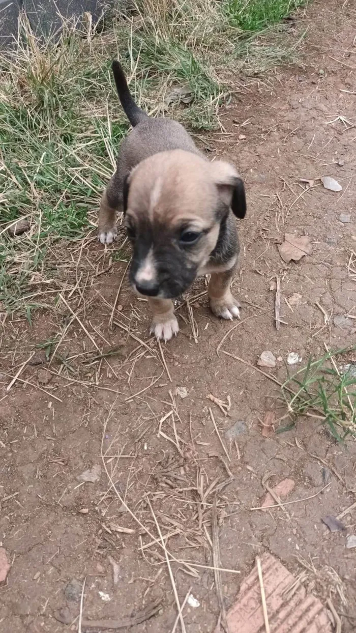 Cachorro ra a SRD-ViraLata idade Abaixo de 2 meses nome Sem nome