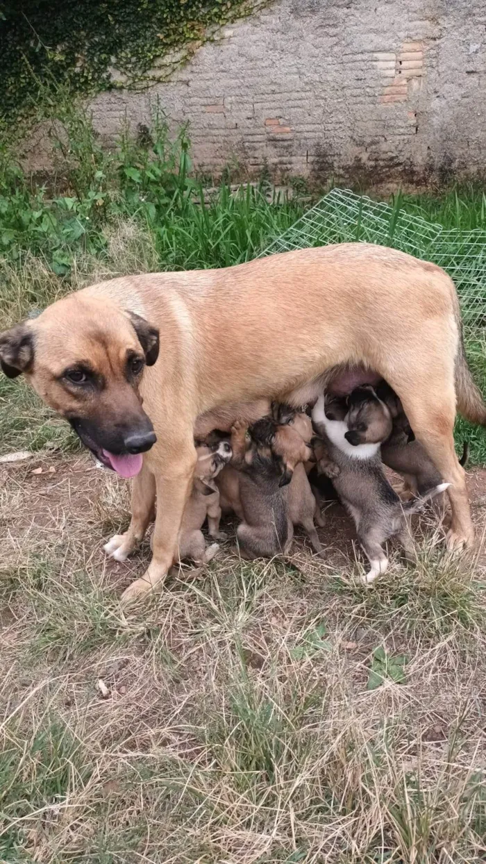 Cachorro ra a SRD-ViraLata idade Abaixo de 2 meses nome Sem nome