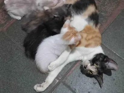 Gato raça SRD-ViraLata idade Abaixo de 2 meses nome Talita Luciana