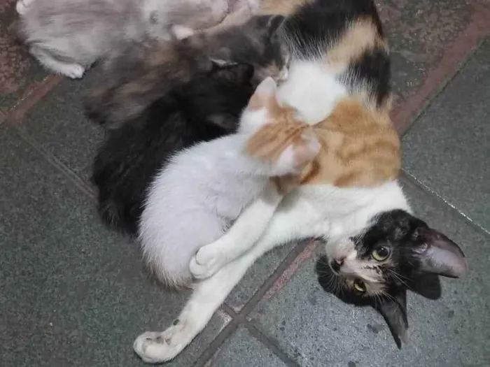 Gato ra a SRD-ViraLata idade Abaixo de 2 meses nome Talita Luciana