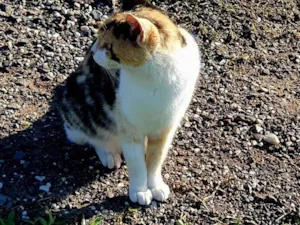 Gato raça SRD-ViraLata idade 1 ano nome Nos chamamos ela de Mimi