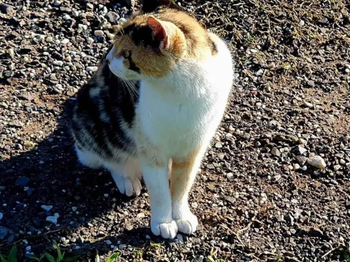 Gato ra a SRD-ViraLata idade 1 ano nome Nos chamamos ela de Mimi