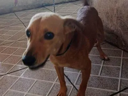 Cachorro raça SRD-ViraLata idade 3 anos nome Mel