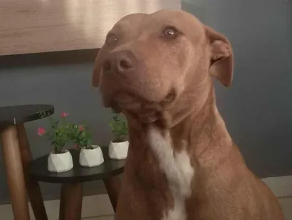 Cachorro raça Pit-Bull idade 4 anos nome Luna