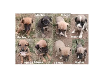 Cachorro raça SRD-ViraLata idade Abaixo de 2 meses nome Sem nome