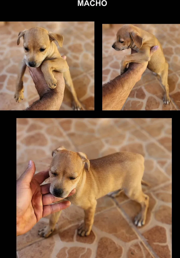 Cachorro ra a SRD-ViraLata idade 2 a 6 meses nome Caramelo