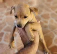 Caramelo