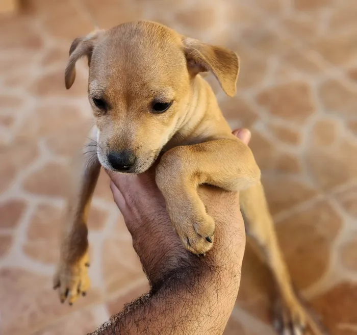 Cachorro ra a SRD-ViraLata idade 2 a 6 meses nome Caramelo