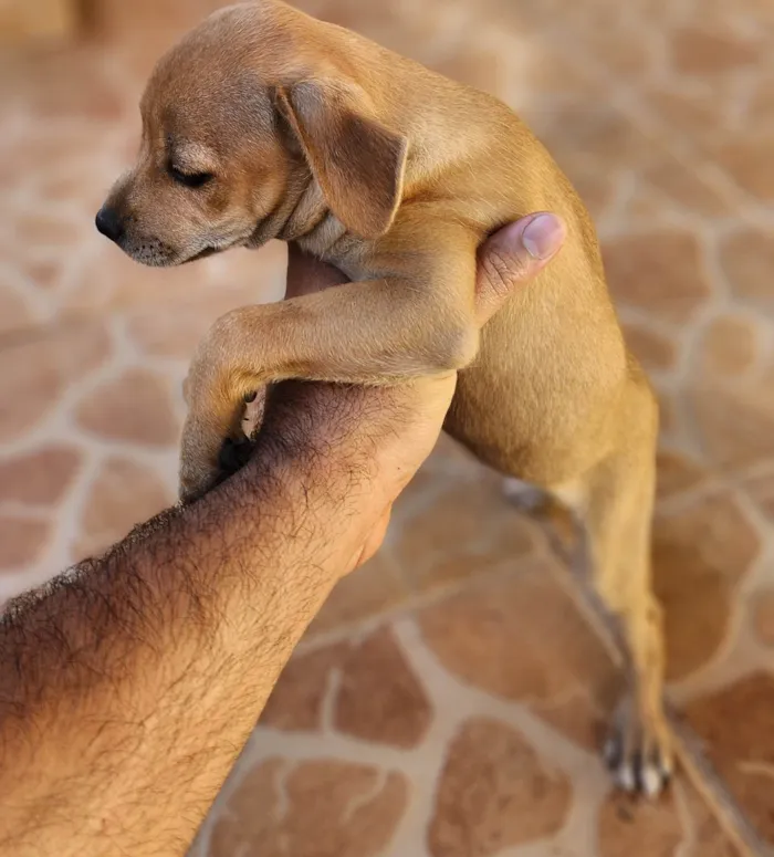 Cachorro ra a SRD-ViraLata idade 2 a 6 meses nome Caramelo