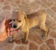 Caramelo
