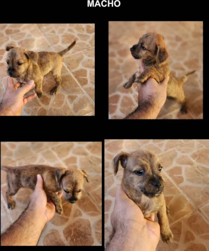 Cachorro raça SRD-ViraLata idade 2 a 6 meses nome Rajado