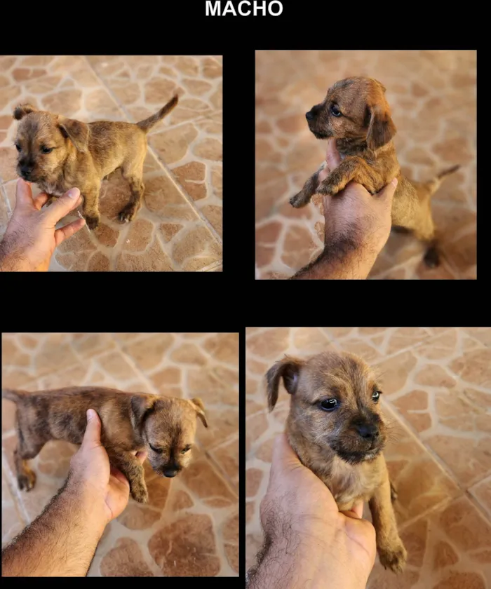 Cachorro ra a SRD-ViraLata idade 2 a 6 meses nome Rajado