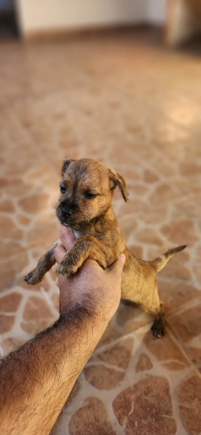 Cachorro ra a SRD-ViraLata idade 2 a 6 meses nome Rajado