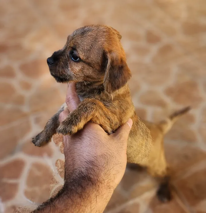Cachorro ra a SRD-ViraLata idade 2 a 6 meses nome Rajado