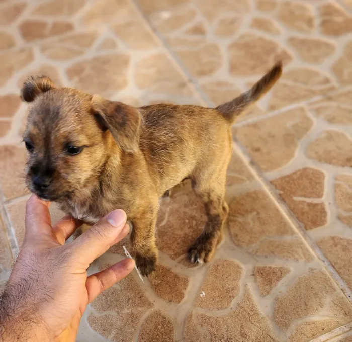 Cachorro ra a SRD-ViraLata idade 2 a 6 meses nome Rajado