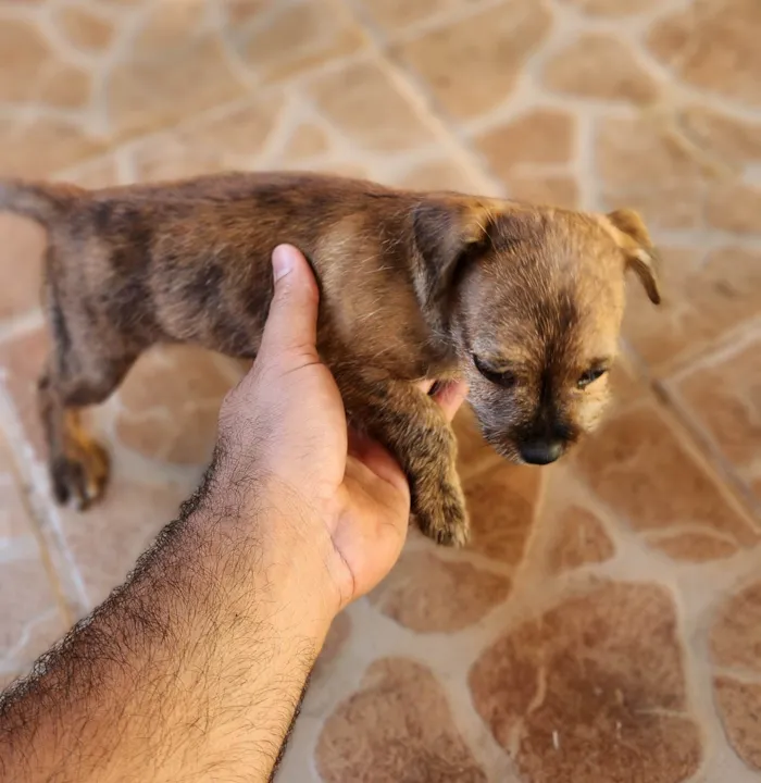 Cachorro ra a SRD-ViraLata idade 2 a 6 meses nome Rajado