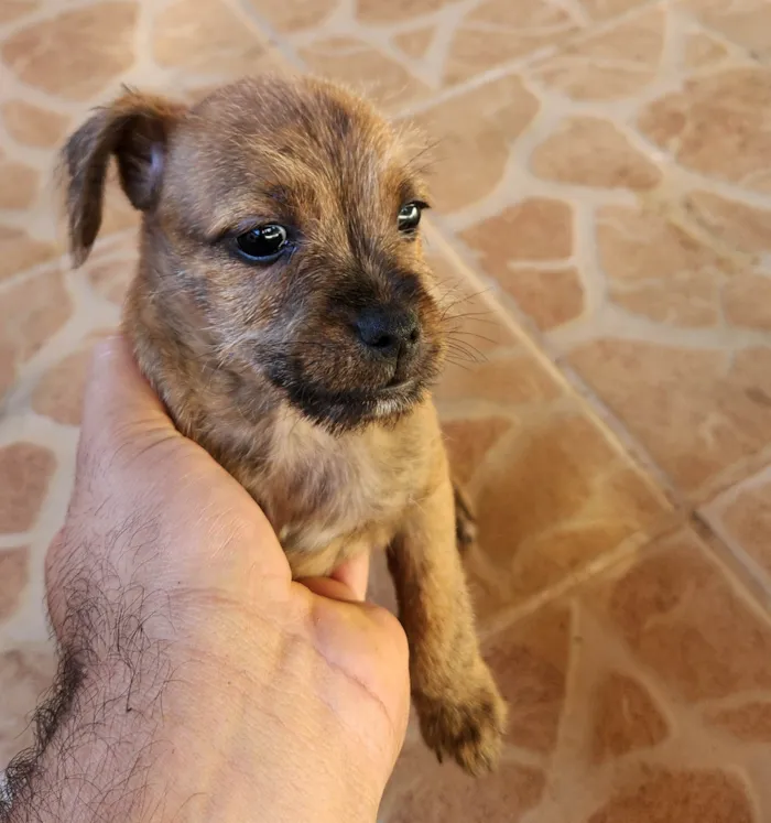 Cachorro ra a SRD-ViraLata idade 2 a 6 meses nome Rajado