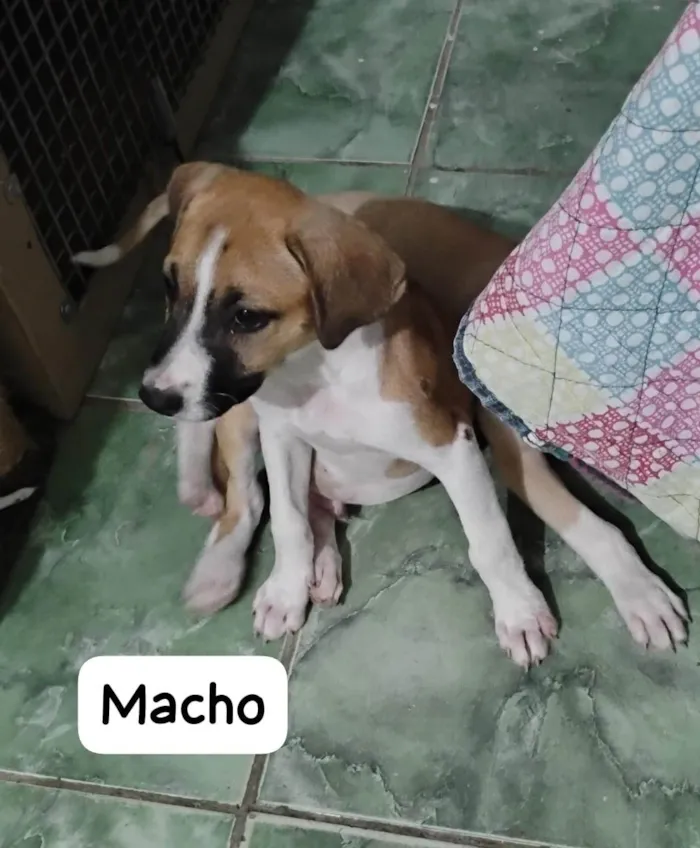 Cachorro ra a SRD-ViraLata idade 2 a 6 meses nome Zeca