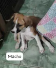 Zeca