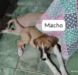 Zeca