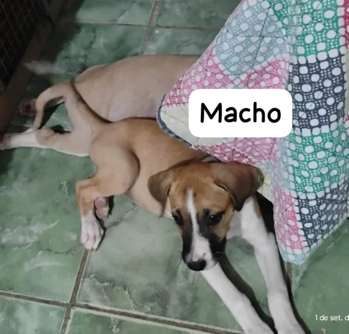Cachorro ra a SRD-ViraLata idade 2 a 6 meses nome Zeca