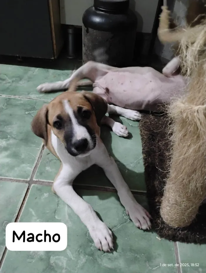 Cachorro ra a SRD-ViraLata idade 2 a 6 meses nome Zeca