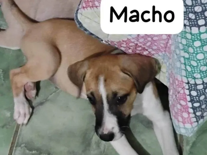 Cachorro ra a SRD-ViraLata idade 2 a 6 meses nome Zeca