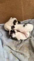 Gatinhos 