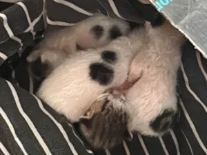 Gato raça SRD-ViraLata idade Abaixo de 2 meses nome Gatinhos 