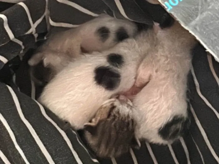 Gato ra a SRD-ViraLata idade Abaixo de 2 meses nome Gatinhos 