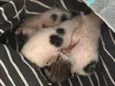Gatinhos