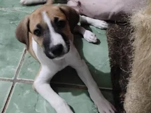 Cachorro raça SRD-ViraLata idade 2 a 6 meses nome Zeca