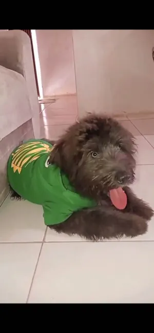 Cachorro raça Poodle idade 4 anos nome Tobby