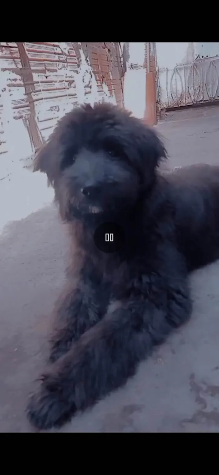 Cachorro ra a Poodle idade 4 anos nome Tobby