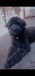 Tobby