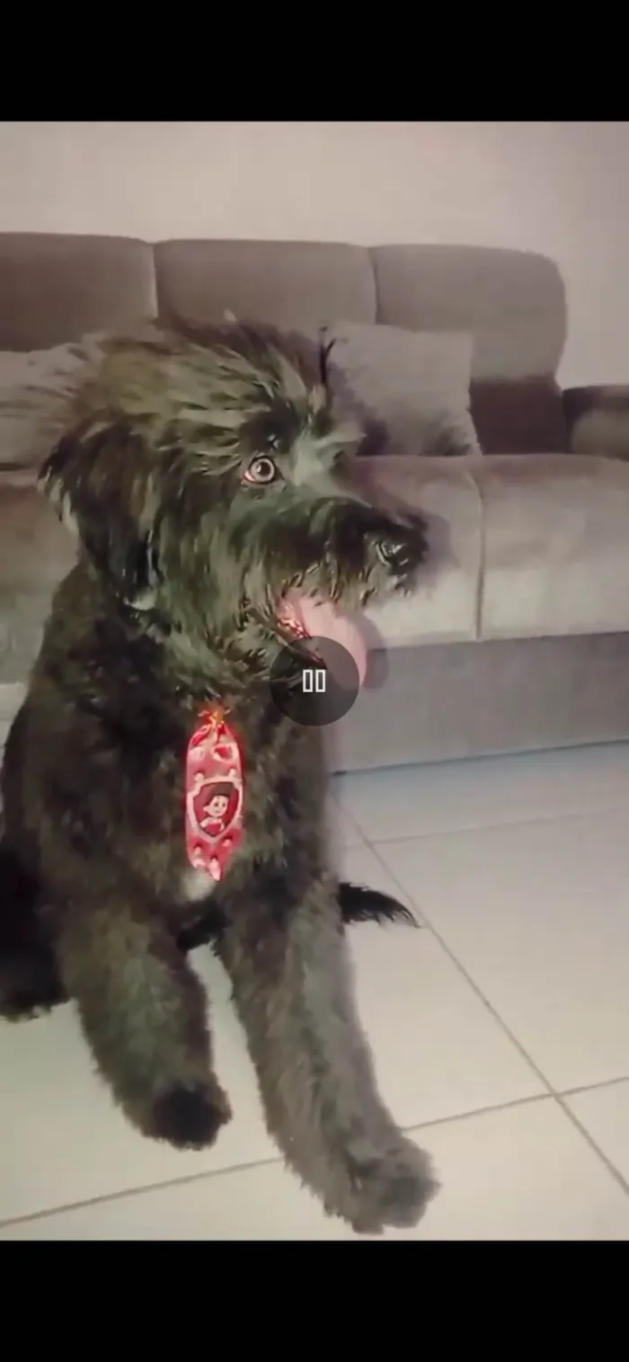 Cachorro ra a Poodle idade 4 anos nome Tobby
