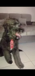 Tobby